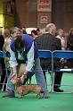 Crufts2011_2 725